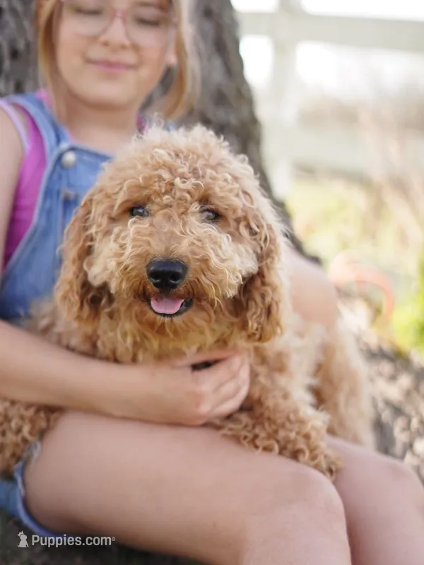 Mufasa  – Miniature Goldendoodle puppy for sale in Rock Island, TN