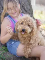 Mufasa , a male Miniature Goldendoodle for sale in Rock Island, TN – Photo 2 of 3