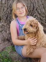 Mufasa , a male Miniature Goldendoodle for sale in Rock Island, TN – Photo 3 of 3