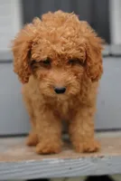 Mini Goldendoodle , a male Miniature Goldendoodle for sale in Rock Island, TN – 2 of 4