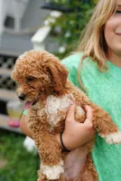 Mercedes , a female Miniature Goldendoodle for sale in Rock Island, TN – 2 of 7