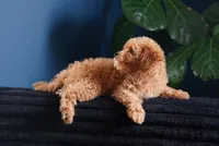 Bogart, a male Miniature Goldendoodle for sale in Rock Island, TN – 8 of 8