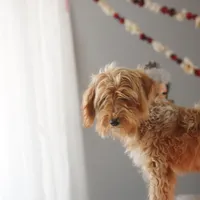 Micro - Blossom, a female Miniature Goldendoodle for sale in Rock Island, TN – Photo 1 of 6