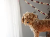 Micro - Blossom, a female Miniature Goldendoodle for sale in Rock Island, TN – Photo 1 of 6