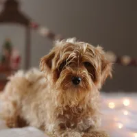 Micro - Blossom, a female Miniature Goldendoodle for sale in Rock Island, TN – Photo 4 of 6