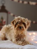 Micro - Blossom, a female Miniature Goldendoodle for sale in Rock Island, TN – Photo 4 of 6