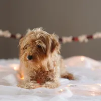 Micro - Blossom, a female Miniature Goldendoodle for sale in Rock Island, TN – Photo 6 of 6