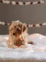 Micro - Blossom, a female Miniature Goldendoodle for sale in Rock Island, TN – Photo 6 of 6