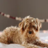 Micro - Blossom, a female Miniature Goldendoodle for sale in Rock Island, TN – Photo 5 of 6