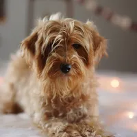 Micro - Blossom, a female Miniature Goldendoodle for sale in Rock Island, TN – Photo 2 of 6