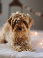 Micro - Blossom, a female Miniature Goldendoodle for sale in Rock Island, TN – Photo 2 of 6