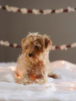 Micro - Blossom, a female Miniature Goldendoodle for sale in Rock Island, TN – Photo 3 of 6