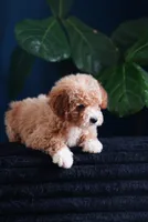 Audrey , a female English Goldendoodle for sale in Rock Island, TN – 3 of 4