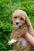Mercedes , a female Miniature Goldendoodle for sale in Rock Island, TN – 6 of 7