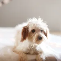 Hewey Micro, a male Miniature Goldendoodle for sale in Rock Island, TN – Photo 3 of 7