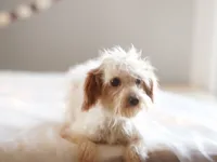 Hewey Micro, a male Miniature Goldendoodle for sale in Rock Island, TN – Photo 3 of 7