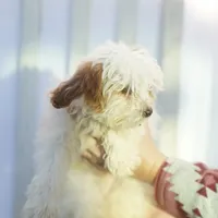 Hewey Micro, a male Miniature Goldendoodle for sale in Rock Island, TN – Photo 7 of 7