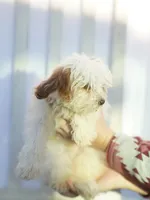 Hewey Micro, a male Miniature Goldendoodle for sale in Rock Island, TN – Photo 7 of 7