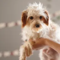 Hewey Micro, a male Miniature Goldendoodle for sale in Rock Island, TN – Photo 2 of 7