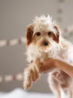 Hewey Micro, a male Miniature Goldendoodle for sale in Rock Island, TN – Photo 2 of 7