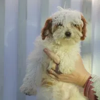 Hewey Micro, a male Miniature Goldendoodle for sale in Rock Island, TN – Photo 6 of 7