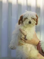 Hewey Micro, a male Miniature Goldendoodle for sale in Rock Island, TN – Photo 6 of 7
