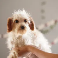 Hewey Micro, a male Miniature Goldendoodle for sale in Rock Island, TN – Photo 1 of 7