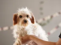 Hewey Micro, a male Miniature Goldendoodle for sale in Rock Island, TN – Photo 1 of 7