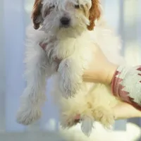 Hewey Micro, a male Miniature Goldendoodle for sale in Rock Island, TN – Photo 5 of 7