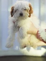 Hewey Micro, a male Miniature Goldendoodle for sale in Rock Island, TN – Photo 5 of 7