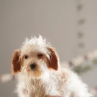 Hewey Micro, a male Miniature Goldendoodle for sale in Rock Island, TN – Photo 4 of 7