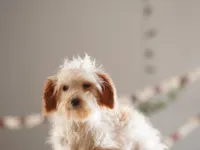 Hewey Micro, a male Miniature Goldendoodle for sale in Rock Island, TN – Photo 4 of 7