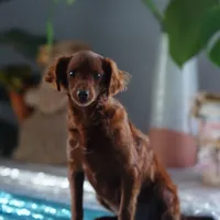 Mini - Dorothy, a female Miniature Goldendoodle for sale in Rock Island, TN – Photo 6 of 9