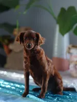 Mini - Dorothy, a female Miniature Goldendoodle for sale in Rock Island, TN – Photo 6 of 9