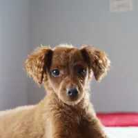 Mini - Dorothy, a female Miniature Goldendoodle for sale in Rock Island, TN – Photo 1 of 9