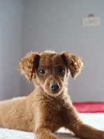 Mini - Dorothy, a female Miniature Goldendoodle for sale in Rock Island, TN – Photo 1 of 9