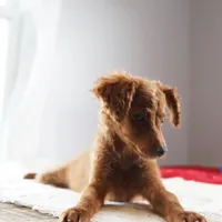 Mini - Dorothy, a female Miniature Goldendoodle for sale in Rock Island, TN – Photo 2 of 9