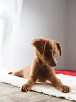 Mini - Dorothy, a female Miniature Goldendoodle for sale in Rock Island, TN – Photo 2 of 9