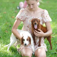 Mini - Dorothy, a female Miniature Goldendoodle for sale in Rock Island, TN – Photo 9 of 9