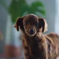 Mini - Dorothy, a female Miniature Goldendoodle for sale in Rock Island, TN – Photo 5 of 9