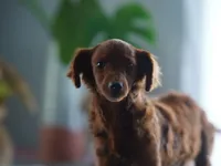 Mini - Dorothy, a female Miniature Goldendoodle for sale in Rock Island, TN – Photo 5 of 9