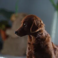 Mini - Dorothy, a female Miniature Goldendoodle for sale in Rock Island, TN – Photo 3 of 9