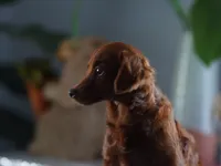 Mini - Dorothy, a female Miniature Goldendoodle for sale in Rock Island, TN – Photo 3 of 9