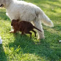 Mini - Dorothy, a female Miniature Goldendoodle for sale in Rock Island, TN – Photo 4 of 9