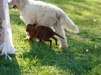 Mini - Dorothy, a female Miniature Goldendoodle for sale in Rock Island, TN – Photo 4 of 9
