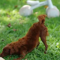 Mini - Dorothy, a female Miniature Goldendoodle for sale in Rock Island, TN – Photo 8 of 9
