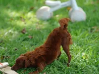 Mini - Dorothy, a female Miniature Goldendoodle for sale in Rock Island, TN – Photo 8 of 9