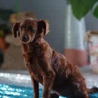 Mini - Dorothy, a female Miniature Goldendoodle for sale in Rock Island, TN – Photo 7 of 9