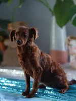 Mini - Dorothy, a female Miniature Goldendoodle for sale in Rock Island, TN – Photo 7 of 9