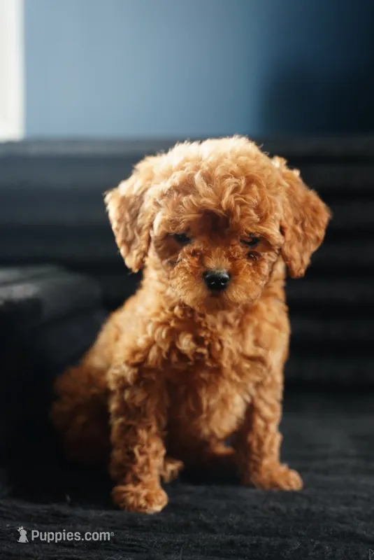 Coral  – Miniature Goldendoodle puppy for sale in Rock Island, TN